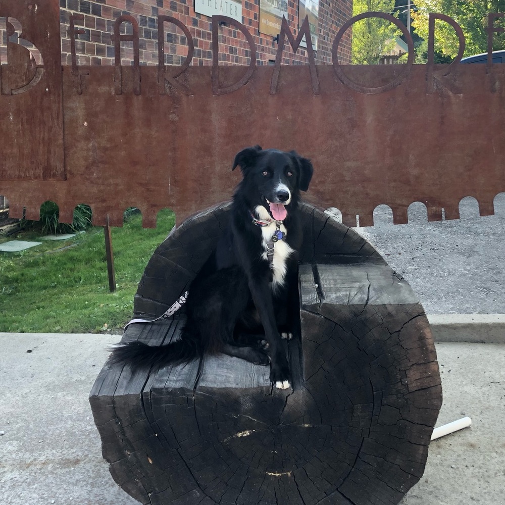 Meet your Posher, Molly